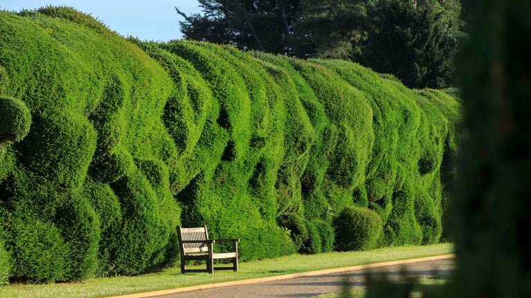 A large clipped yew hedge with an uneven appearance with a bench in front of it alongside a path at Montacute, Somerset